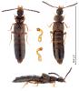 Liogluta microptera